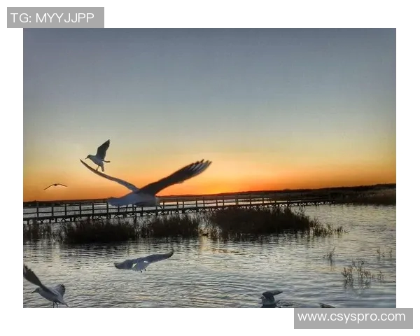 滑板人生的深度对话:周伟与梦想的追逐与坚持 滑板人生的深度对话:周伟与梦想的追逐与坚持